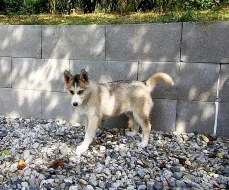 Husky - fenka 4 měsíce bez PP