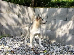 Husky - fenka 4 měsíce bez PP