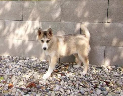 Husky - fenka 4 měsíce bez PP