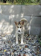 Husky - fenka 4 měsíce bez PP