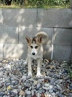 Husky - fenka 4 měsíce bez PP
