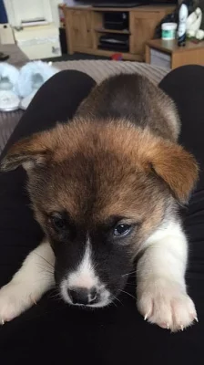 Prodám Shiba štěňata