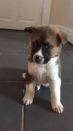 Prodám Shiba štěňata