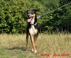Krásně zbarvený Tony hledá nový domov!