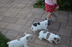 french bulldog štěňata