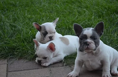french bulldog štěňata