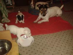 Nabízím ke krytí Jack Russell teriéra
