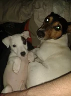 Nabízím ke krytí Jack Russell teriéra