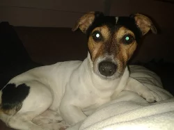 Nabízím ke krytí Jack Russell teriéra
