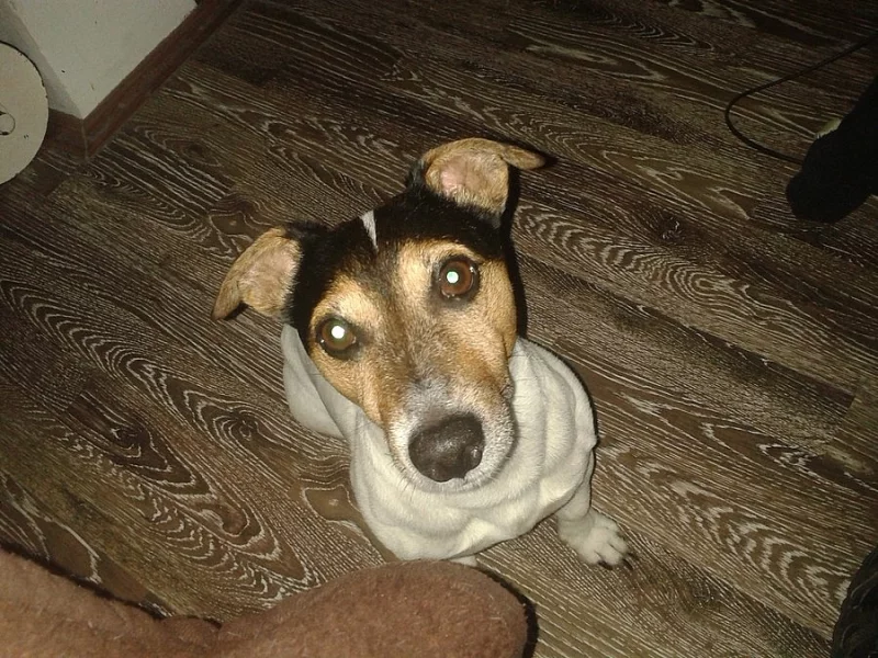 Nabízím ke krytí Jack Russell teriéra