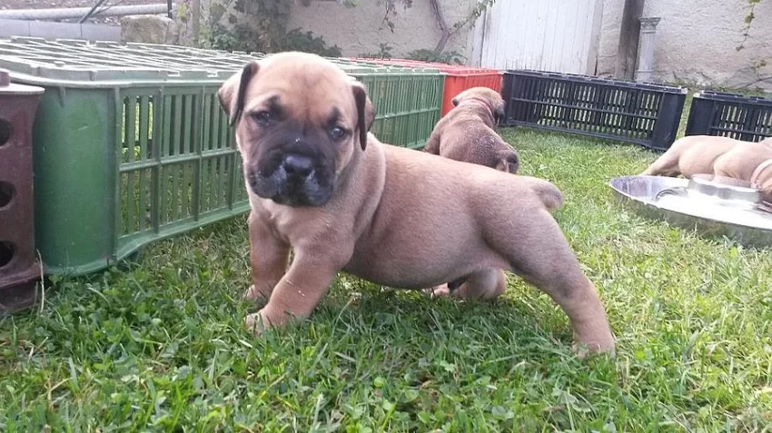 Štěňata Boerboel