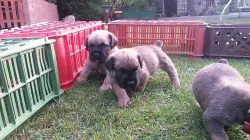 Štěňata Boerboel