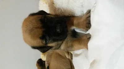 Štěňata Boerboel