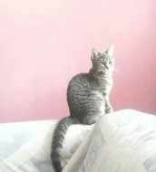 Daruji kočičku