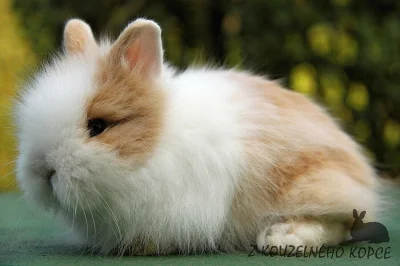 Zakrslí teddy králíčci s rodokmenem - doprava po celé ČR