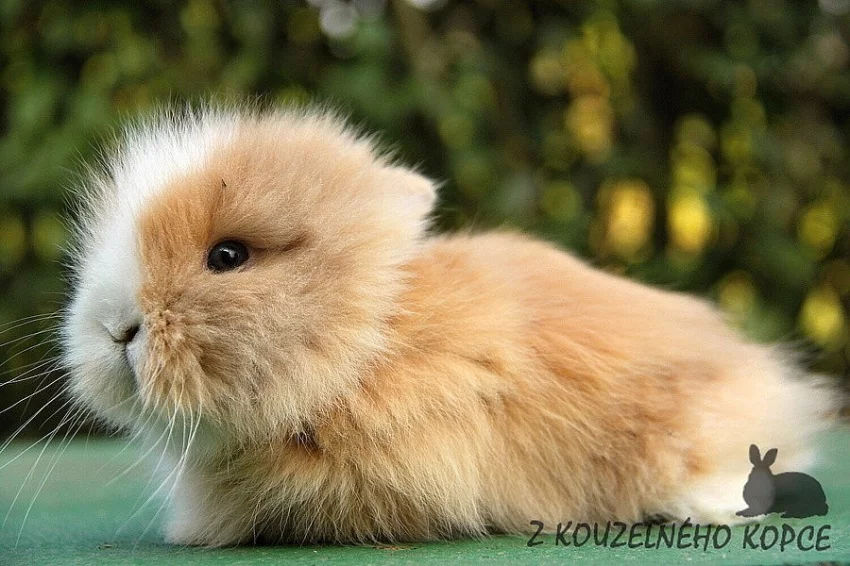 Zakrslí teddy králíčci s rodokmenem - doprava po celé ČR