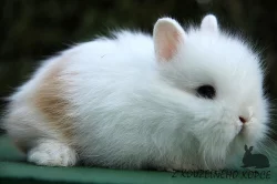 Zakrslí teddy králíčci s rodokmenem - doprava po celé ČR