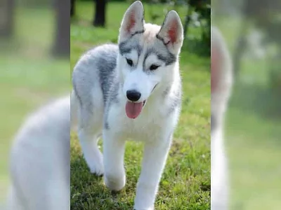 Sibiřský husky na prodej