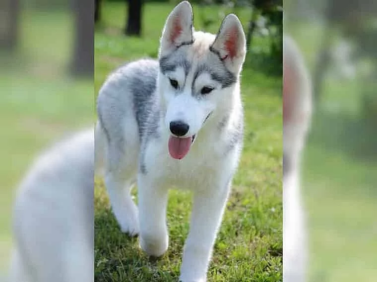 Sibiřský husky na prodej