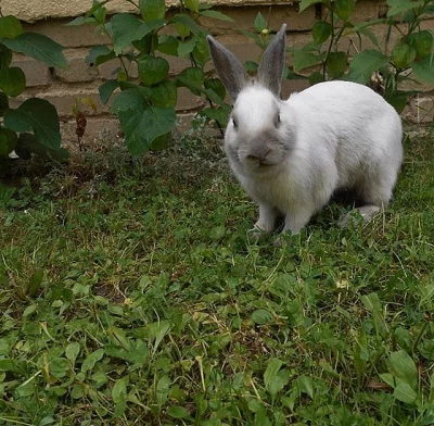 Daruji králíčka