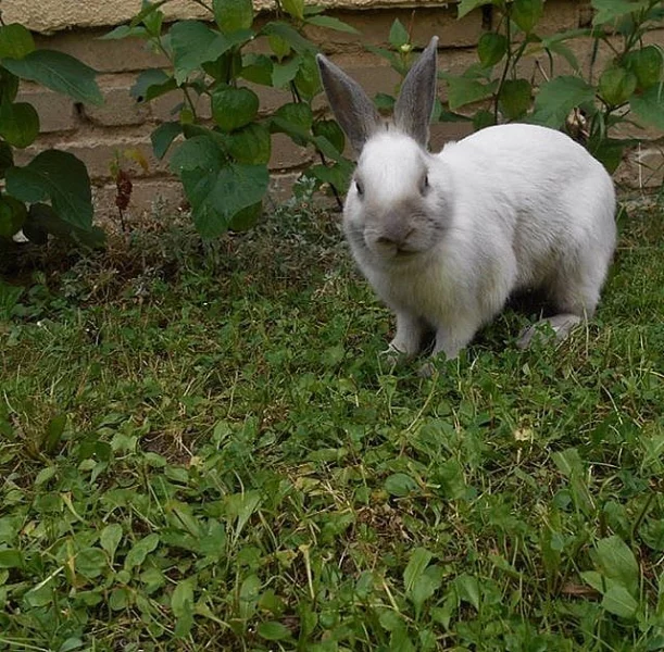 Daruji králíčka