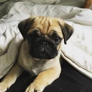 Mops štěňátka