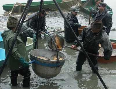 Tržní kapr lysec (2,5kg) z podzimních výlovů (11/2016)