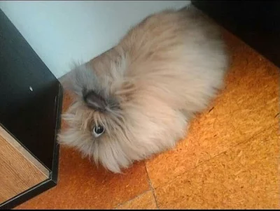 Daruji králíčka