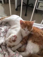 Daruji dva krásné kocourky