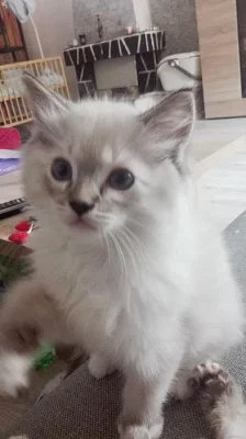 Koťátka ragdoll