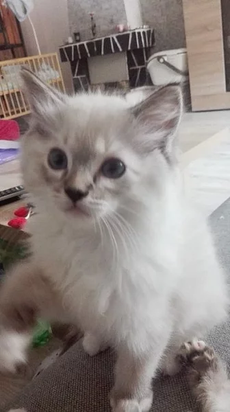 Koťátka ragdoll