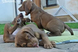 Louisianský leopardí pes