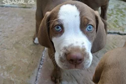 Louisianský leopardí pes