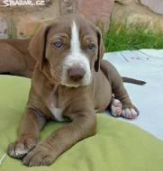 Louisianský leopardí pes