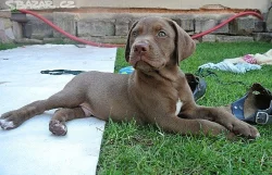 Louisianský leopardí pes