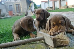 Louisianský leopardí pes