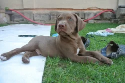 Louisianský leopardí pes