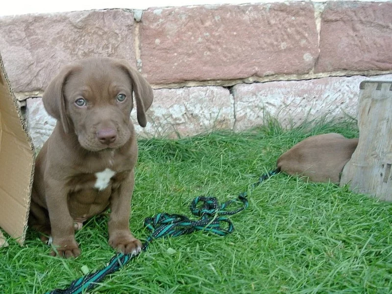 Louisianský leopardí pes