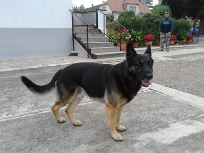 Štěňátka Německého ovčáka