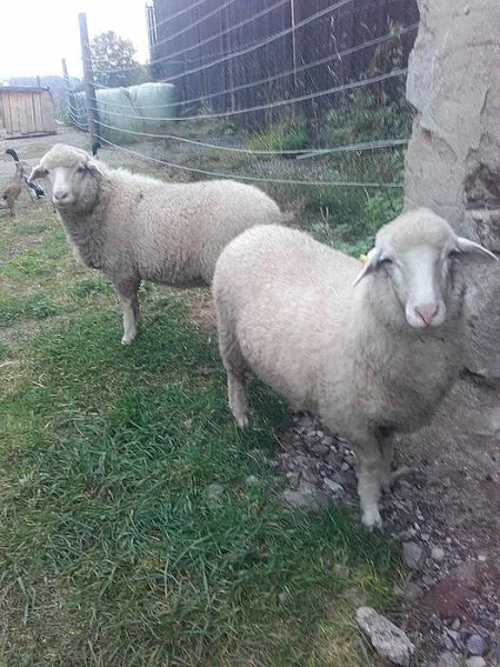Prodám dvě ovečky
