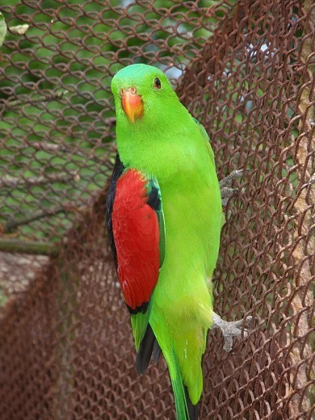 Papoušek červenokrřídlý