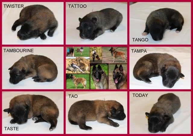 Belgický ovčák - Tervueren