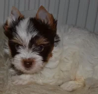 Biewer yorkshire teriér s PP