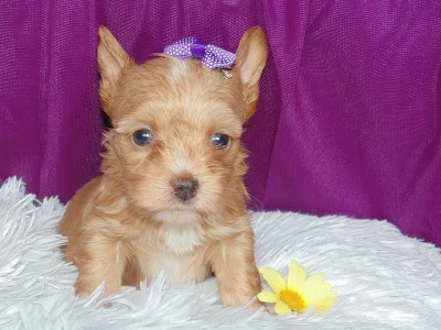 Biewer, Golddust yorkshire terrier sPP