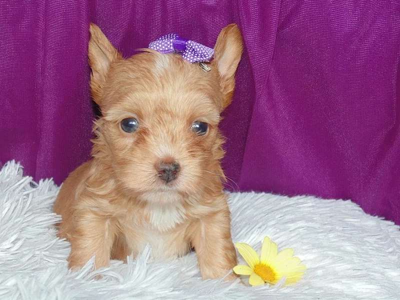 Biewer, Golddust yorkshire terrier sPP