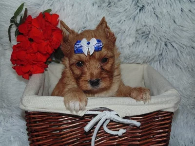 Biewer, Golddust yorkshire terrier