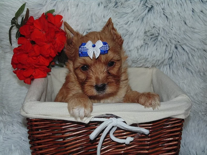 Biewer, Golddust yorkshire terrier