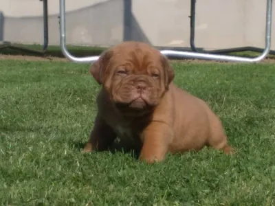Dogue de Bordeaux, Bordeauxská doga