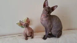 Don Sphynx koťátka s PP k rezervaci