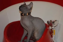 Don Sphynx koťátka s PP k rezervaci